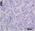 Anti Sheep CD335 Antibody, clone EC1.1 thumbnail image 2