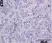 Anti Sheep CD335 Antibody, clone EC1.1 thumbnail image 2