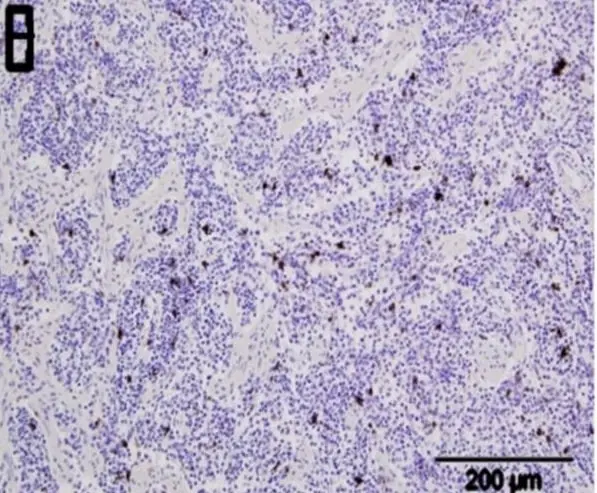Anti Sheep CD335 Antibody, clone EC1.1 gallery image 2