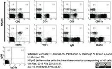 Anti Sheep CD335 Antibody, clone EC1.1 gallery image 7