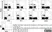 Anti Sheep CD335 Antibody, clone EC1.1 thumbnail image 7
