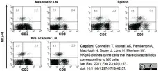 Anti Sheep CD335 Antibody, clone EC1.1 gallery image 8