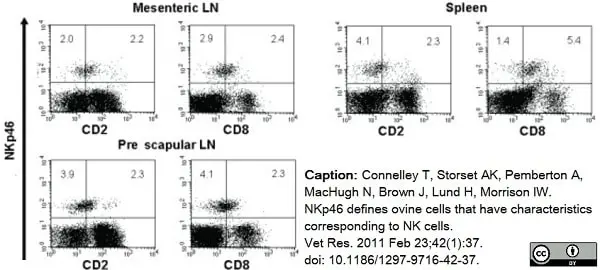 Anti Sheep CD335 Antibody, clone EC1.1 gallery image 8