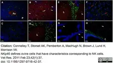 Anti Sheep CD335 Antibody, clone EC1.1 gallery image 9