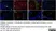 Anti Sheep CD335 Antibody, clone EC1.1 thumbnail image 9