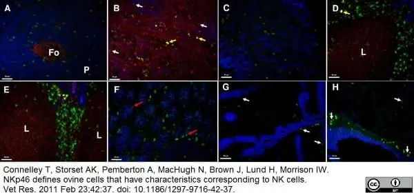 Anti Sheep CD4 Antibody, clone 44.38 gallery image 2