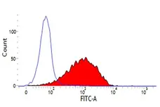 Anti Sheep CD44 Antibody, clone 25.32 gallery image 1