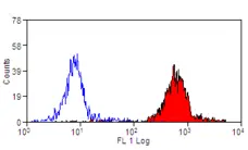 Anti Sheep CD45 Antibody, clone 1.11.32 gallery image 1
