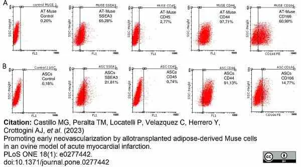 Anti Sheep CD45 Antibody, clone 1.11.32 gallery image 10
