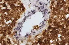 Anti Sheep CD45 Antibody, clone 1.11.32 | Bio-Rad