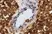 Anti Sheep CD45 Antibody, clone 1.11.32 thumbnail image 2