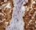 Anti Sheep CD45 Antibody, clone 1.11.32 thumbnail image 2