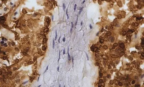 Anti Sheep CD45 Antibody, clone 1.11.32 gallery image 3