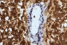 Anti Sheep CD45 Antibody, clone 1.11.32 gallery image 4