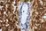 Anti Sheep CD45 Antibody, clone 1.11.32 thumbnail image 4