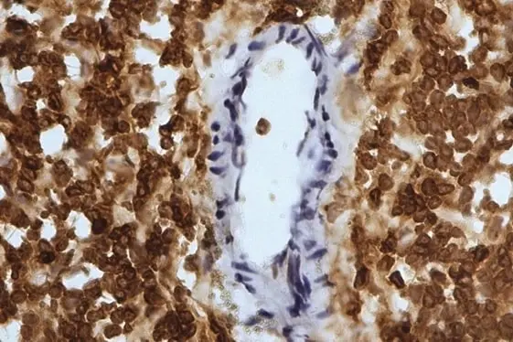 Anti Sheep CD45 Antibody, clone 1.11.32 gallery image 4