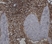 Anti Sheep CD45 Antibody, clone 1.11.32 thumbnail image 5