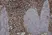 Anti Sheep CD45 Antibody, clone 1.11.32 thumbnail image 5