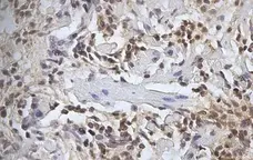 Anti Sheep CD45 Antibody, clone 1.11.32 gallery image 6