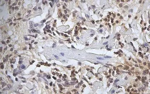 Anti Sheep CD45 Antibody, clone 1.11.32 | Bio-Rad