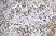 Anti Sheep CD45 Antibody, clone 1.11.32 thumbnail image 6