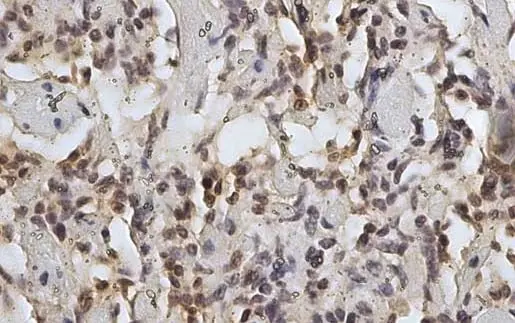 Anti Sheep CD45 Antibody, clone 1.11.32 gallery image 7