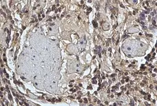 Anti Sheep CD45 Antibody, clone 1.11.32 gallery image 8