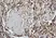 Anti Sheep CD45 Antibody, clone 1.11.32 thumbnail image 8
