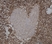 Anti Sheep CD45 Antibody, clone VPM18 thumbnail image 2
