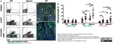 Anti Sheep CD8 Antibody, clone 38.65 gallery image 3