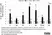 Anti Sheep Interleukin-1 beta Antibody, clone 1D4 thumbnail image 10