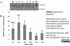 Anti Sheep Interleukin-1 beta Antibody, clone 1D4 gallery image 2