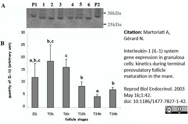 Anti Sheep Interleukin-1 beta Antibody, clone 1D4 gallery image 2