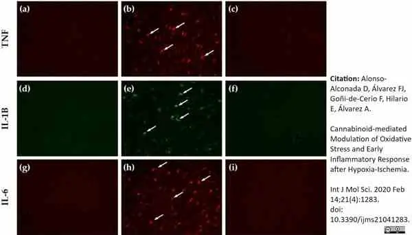 Anti Sheep Interleukin-1 beta Antibody, clone 1D4 gallery image 9