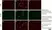 Anti Sheep Interleukin-6 Antibody, clone 4B6 thumbnail image 10