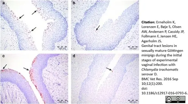 Anti Sheep Interleukin-8 Antibody, clone 8M6 gallery image 2