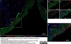 Anti Sheep MHC Class II DQ DR Polymorphic Antibody, clone 28.1 gallery image 3