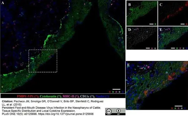 Anti Sheep MHC Class II DQ DR Polymorphic Antibody, clone 28.1 gallery image 3
