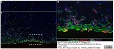 Anti Sheep MHC Class II DQ DR Polymorphic Antibody, clone 28.1 gallery image 4