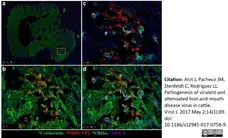 Anti Sheep MHC Class II DQ DR Polymorphic Antibody, clone 28.1 gallery image 5