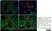 Anti Sheep MHC Class II DQ DR Polymorphic Antibody, clone 28.1 thumbnail image 5