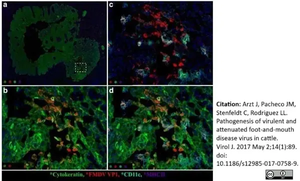 Anti Sheep MHC Class II DQ DR Polymorphic Antibody, clone 28.1 gallery image 5