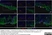 Anti Sheep MHC Class II DQ DR Polymorphic Antibody, clone 49.1 thumbnail image 2