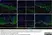 Anti Sheep MHC Class II DQ DR Polymorphic Antibody, clone 49.1 thumbnail image 2