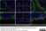 Anti Sheep MHC Class II DQ DR Polymorphic Antibody, clone 49.1 thumbnail image 3
