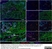 Anti Sheep MHC Class II DQ DR Polymorphic Antibody, clone 49.1 thumbnail image 4