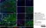 Anti Sheep MHC Class II DQ DR Polymorphic Antibody, clone 49.1 thumbnail image 4