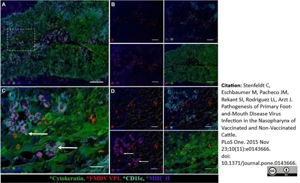 Anti Sheep MHC Class II DQ DR Polymorphic Antibody, clone 49.1 gallery image 4
