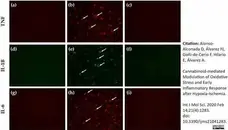 Anti Sheep TNF Alpha Antibody, clone VPM61 gallery image 3