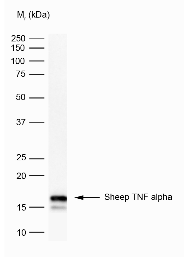 Anti Sheep TNF Alpha Antibody, clone VPM62 gallery image 1